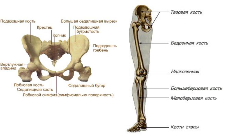 Кости таза анатомия человека. Кости пояса тазовая кость. Строение скелета человека тазовые кости. Таз строение тазовой кости.