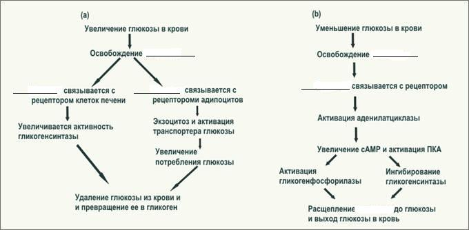 Схема регуляции уровня Глюкозы гормонами. Механизмы поддержания нормальной концентрации Глюкозы в крови. Регуляция уровня Глюкозы в крови последовательность. Механизм действия инсулина биохимия.