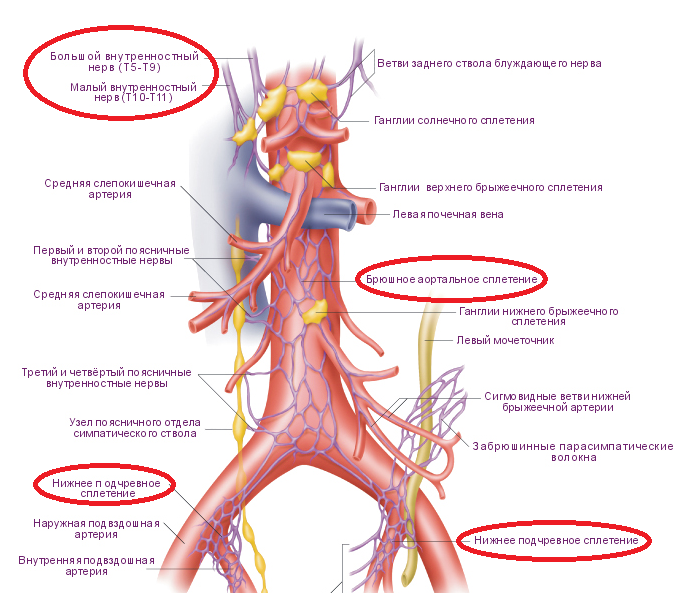 Нервные узлы сплетения. Большой чревный нерв. Ветви чревного ствола анатомия. Большой внутренностный нерв (n. splanchnicus Major). Брюшное аортальное сплетение узлы.
