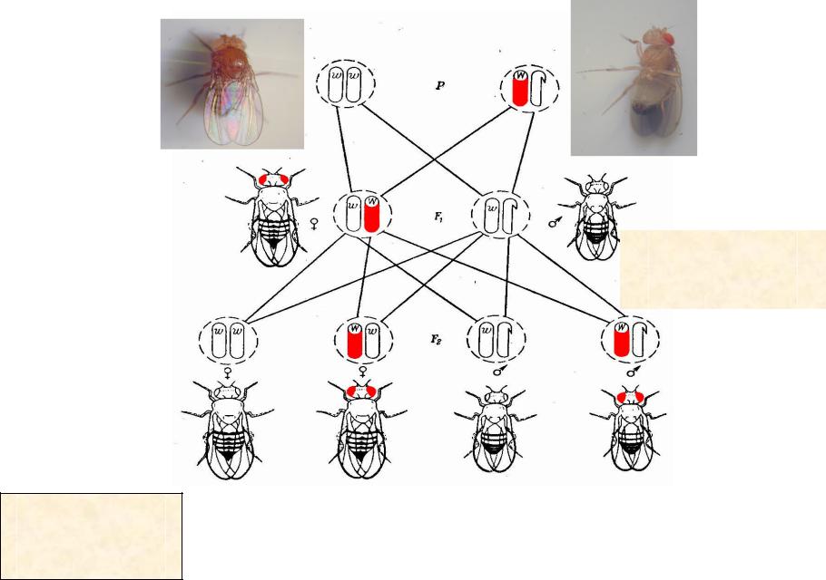 Гетерогаметный женский пол у дрозофилы