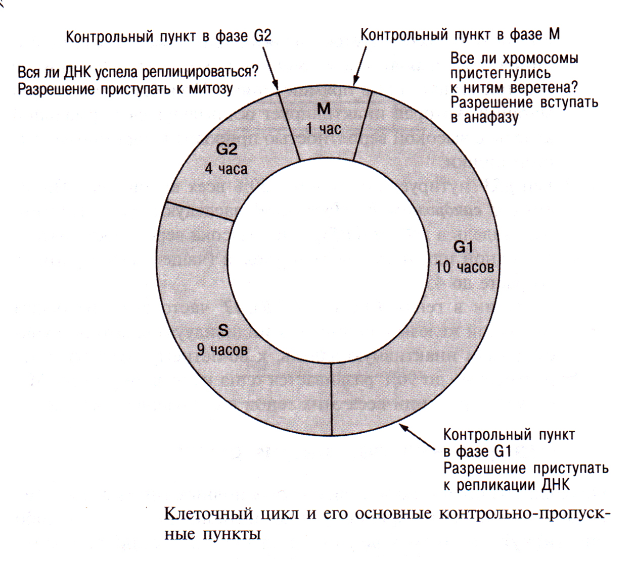 Период соответствующий интерфазе клеточного цикла. Клеточный цикл g0. Схема клеточного цикла. Репликация ДНК И фазы клеточного цикла. Жизненный цикл клетки.