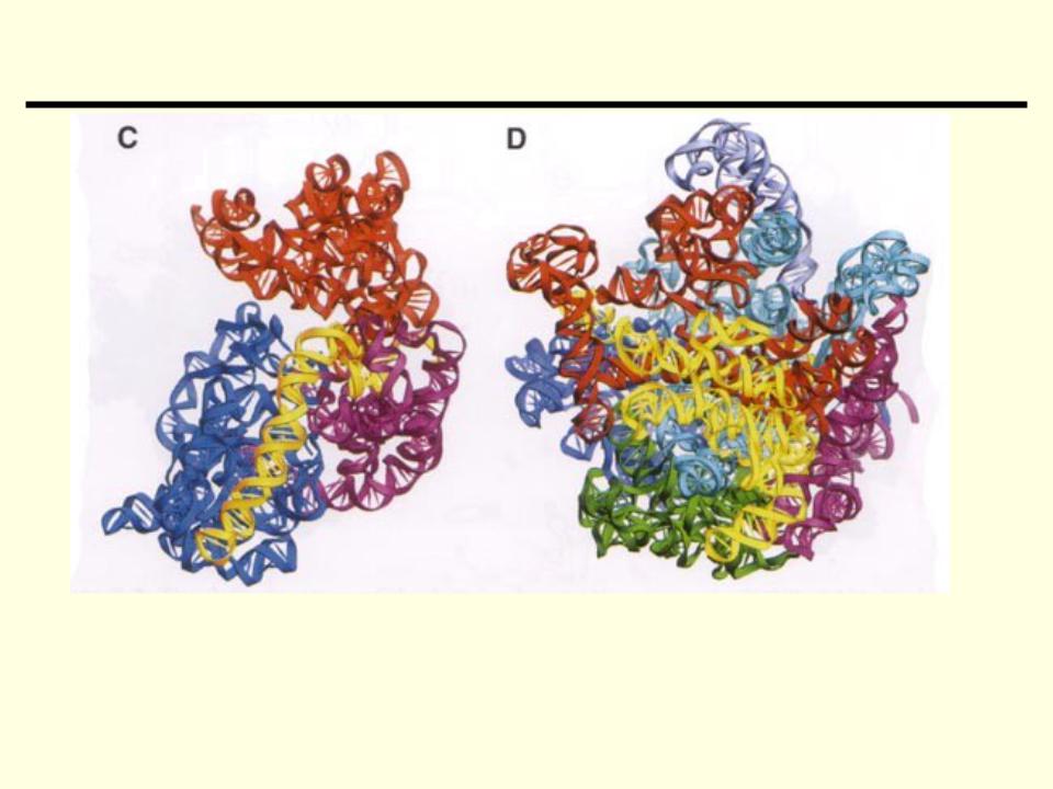 Рибосомы содержат рнк. Рибосомная РНК. Рибосомальная РНК структура. Рибосомы и рибосомальные РНК. РРНК.