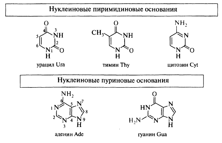 Нуклеиновые кислоты относятся к. Пуриновые и пиримидиновые основания. Пиримидиновые нуклеиновые основания. Пуриновые основания нуклеиновых кислот. Пуриновые основания и пиримидиновые основания.