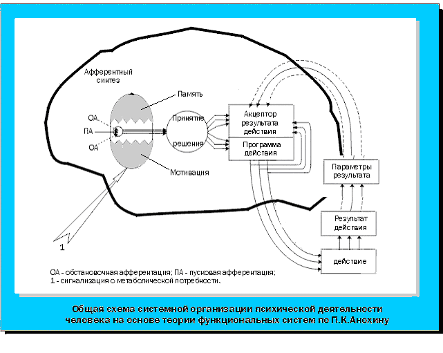 Схема поведенческого акта с позиции теории функциональных систем анохина