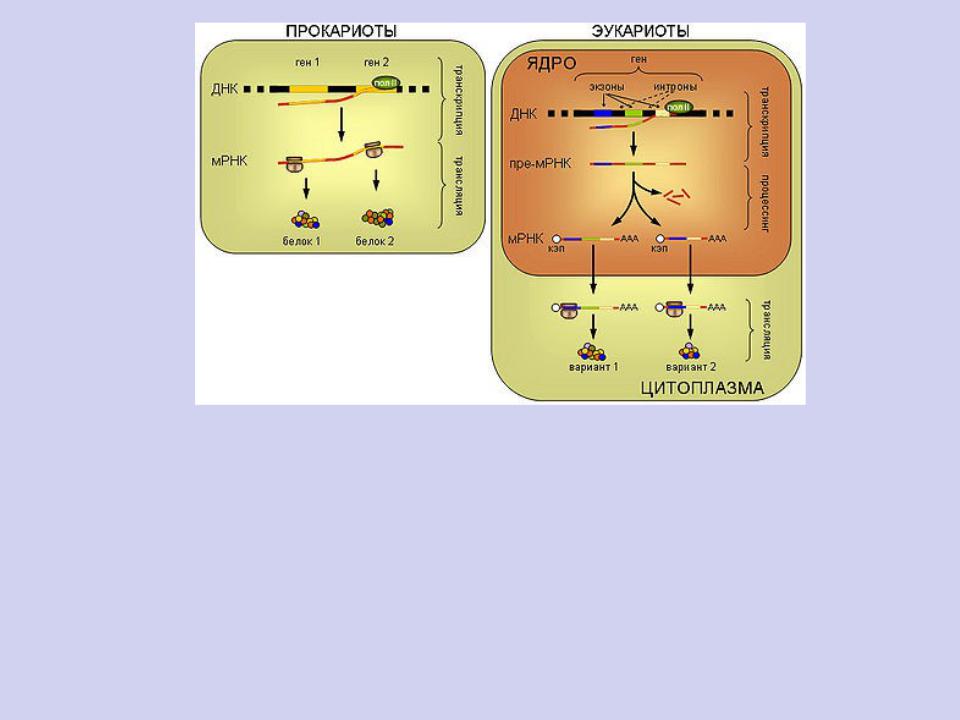 Регуляция у прокариот и эукариот. Схема трансляции генетической информации. Синтез белков эукариот и прокариот. Схема трансляции генетической информации у прокариот.. Реализация генетической информации схема.