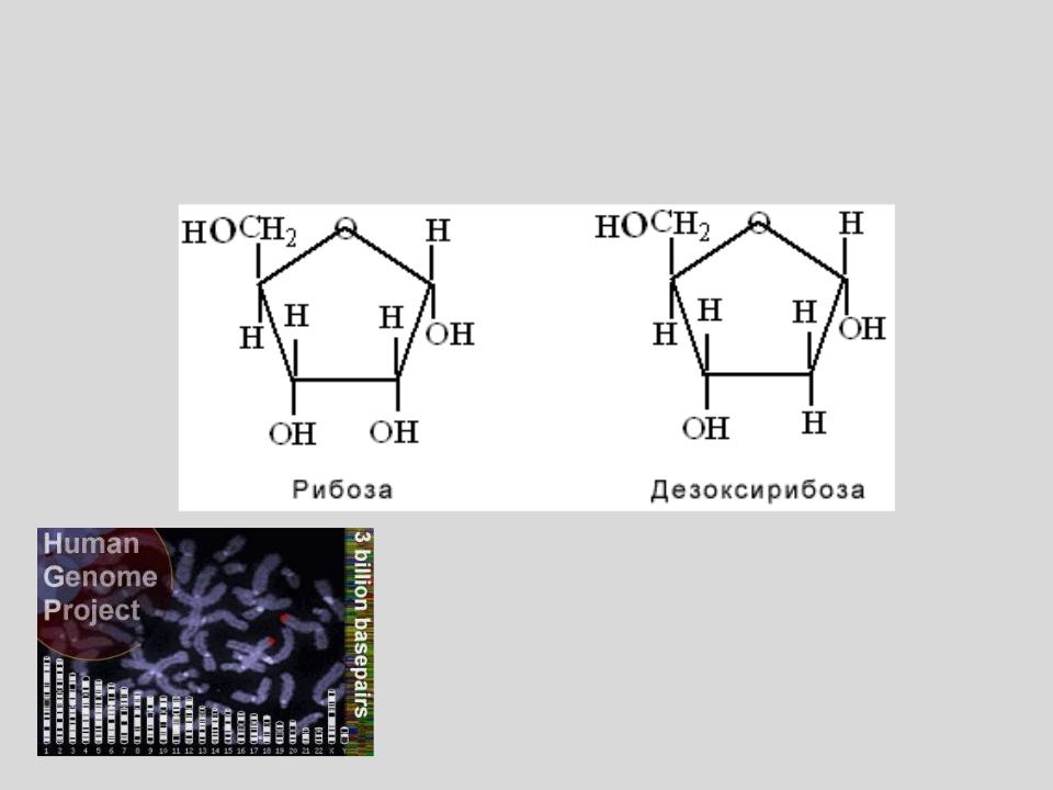 Рибоза и дезоксирибоза схема