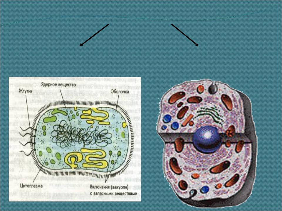 План строения простейших соответствует общим чертам организации ядерной клетки