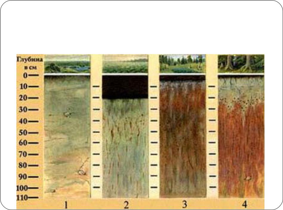Подзолистые почвы азональные. Дерново-глеевые почвы. Почвенный профиль тундрово глеевых почв. Почвенный Горизонт тундрово глеевой почвы. Торфянисто-подзолисто-глеевые.