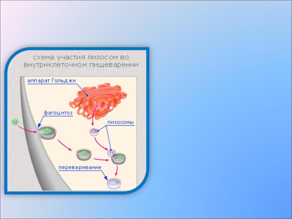 Объект лизосома центриоль процесс внутриклеточное пищеварение. Лизосома функции органоида. Функции органиодов лизосом. Строение органоида лизосомы. Функции лизосом переваривание.