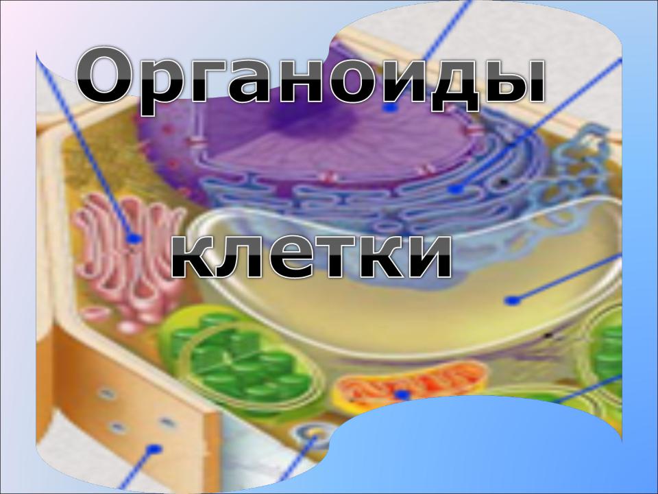 Про клетки детям. Вопросы про клетку. Клетки по авторам. Ограничивает содержимое клетки. Клетка элементарная единица жизни на земле.