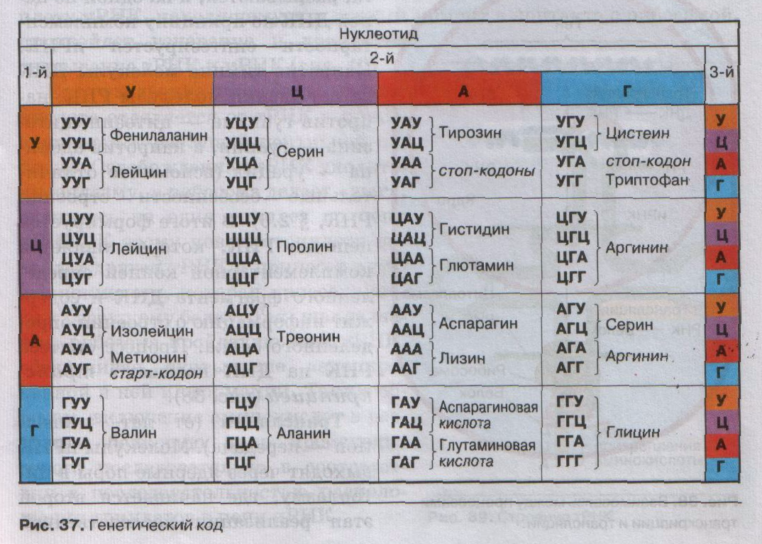 Генетический код триплет нуклеотидов. Таблица кодонов аминокислот ДНК. Таблица триплетов генетического кода ДНК. Аминокислоты таблица генетического кода. Таблица генетического кода ДНК И РНК.
