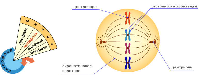 Расхождение центриолей к полюсам клетки фаза. Движение хромосом к полюсам клетки. Веретено деления это в биологии. Хромосомы выстраиваются по экватору клетки. Сестринские хромосомы (хроматиды) расходятся в дочерние клетки в.