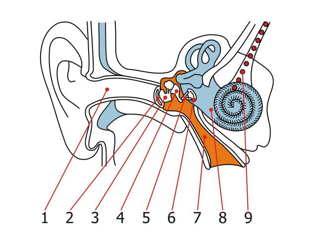 Орган слуха человека рисунок
