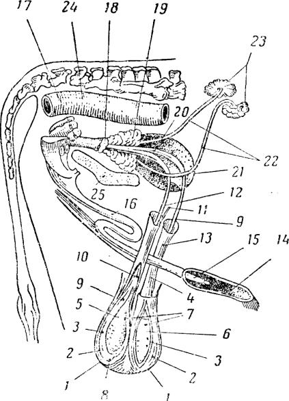 Половые органы живые. Половые органы самцов КРС. Топографическая анатомия органов размножения самцов. Строение половой системы самца КРС. Строение мочеполового аппарата хряка.