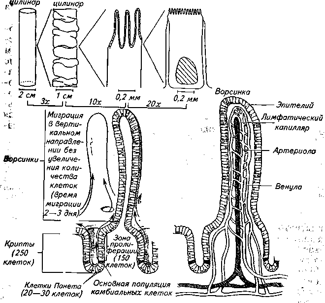 Схема строения кишечной ворсинки
