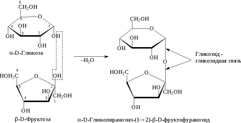 Молекула сахарозы состоит из a–D–глюкозы и b–D–фруктозы. 