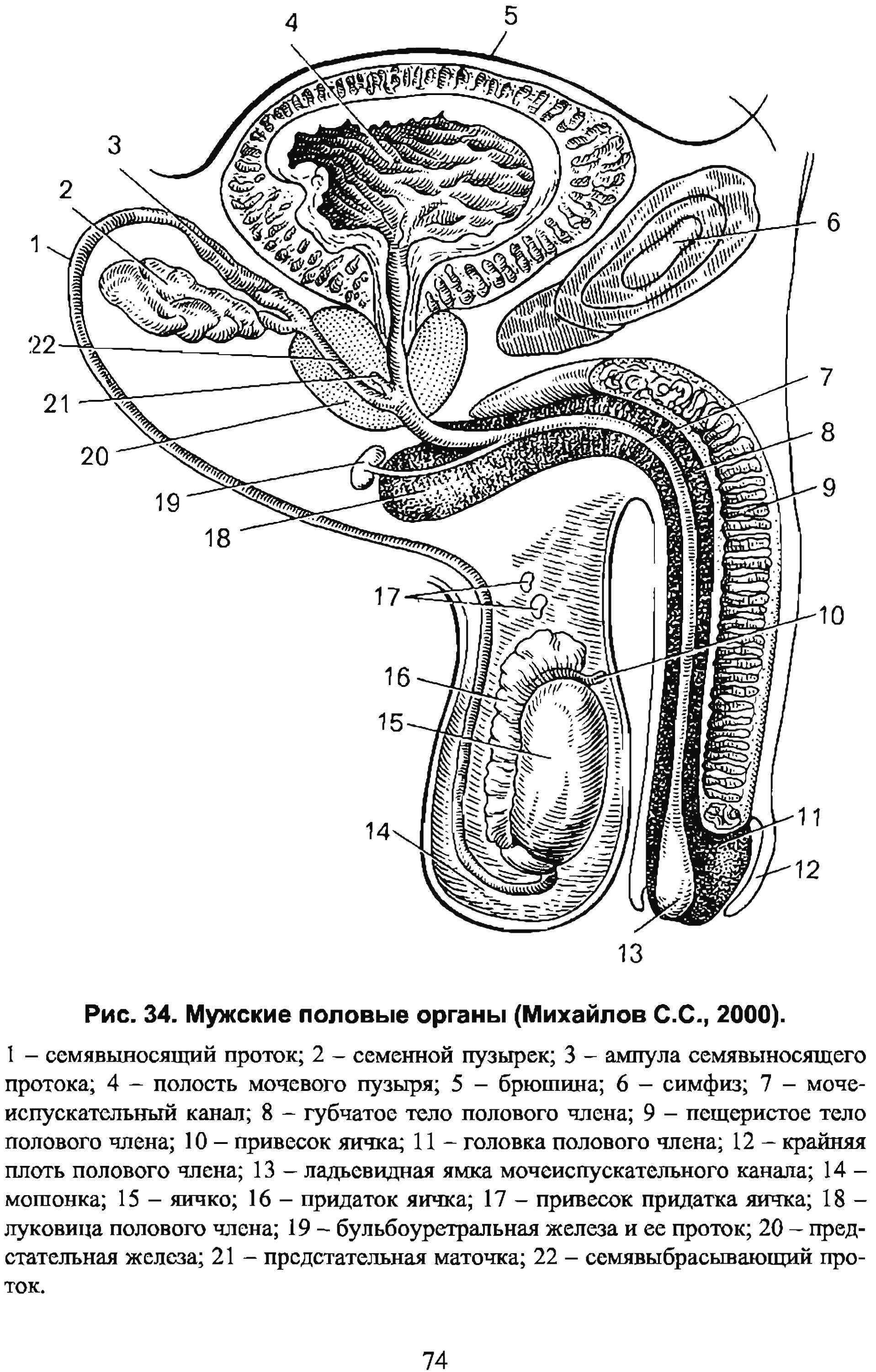 Как устроена мужская половая система где происходит. Схема органов мужской половой системы. Мужская половая/система анатомия строение. Строение пениса анатомия. Строение мужского полового органа анатомия.
