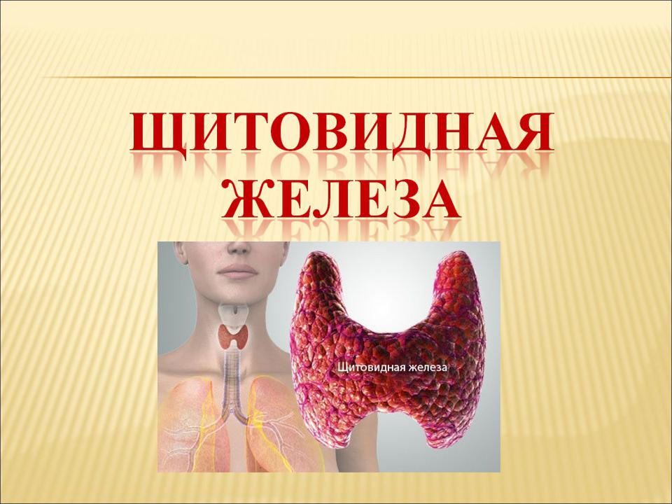 Щитовидная железа биология 8 класс. Щитовидная железа презентация. Щетовиднаяжелеза биология.