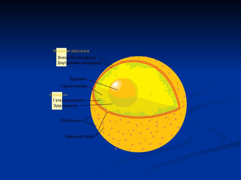 Ядро картинка. Ядро. Строение ядра эукариотической клетки. Модель ядерных оболочек. Оболочечное строение ядра.