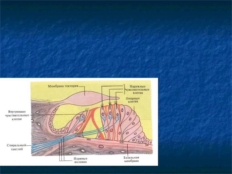 Рецепторный орган слуха. Строение внутреннего уха Кортиев орган. Внутреннее ухо Кортиев орган. Слуховой анализатор Кортиев орган. Волосковые клетки улитки внутреннего уха.