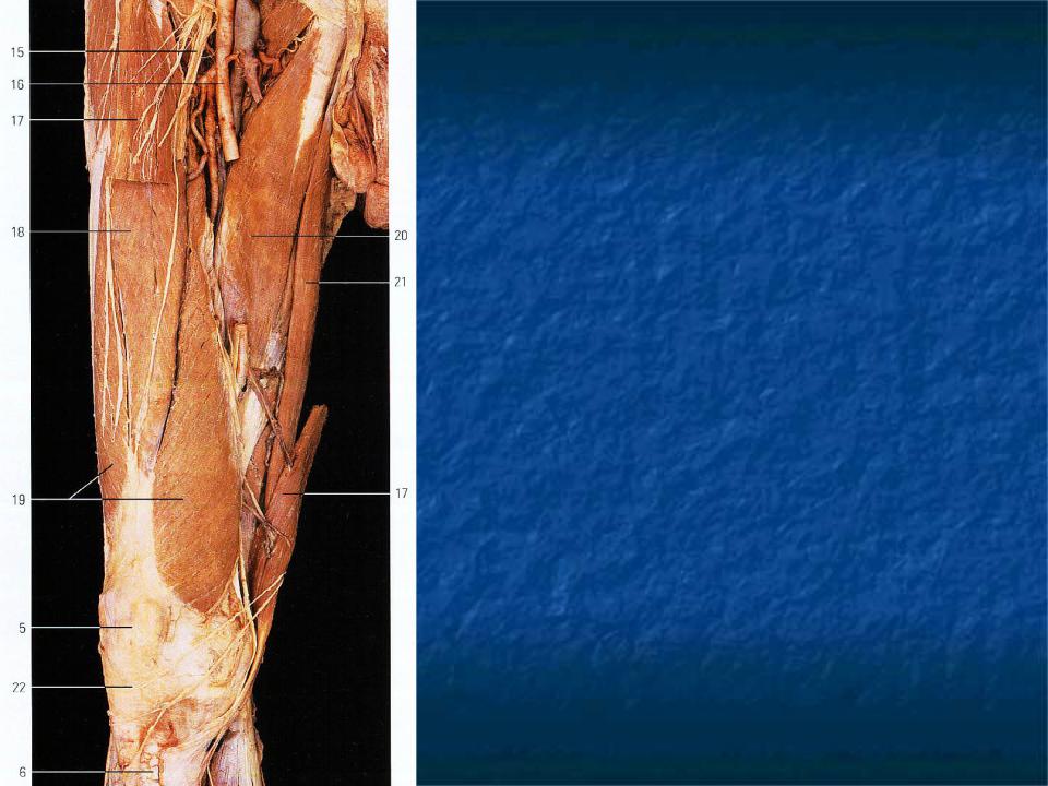 Невропатия наружная бедра. Кожная ветвь бедренного нерва. Мышечные ветви бедренного нерва. Передние кожные ветви бедренного нерва. Кожный бедренный нерв анатомия.