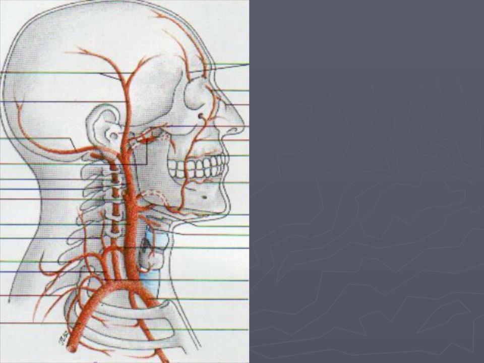 Внутренняя сонная артерия схема