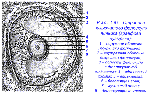 Яйцеклетка строение рисунок с надписями
