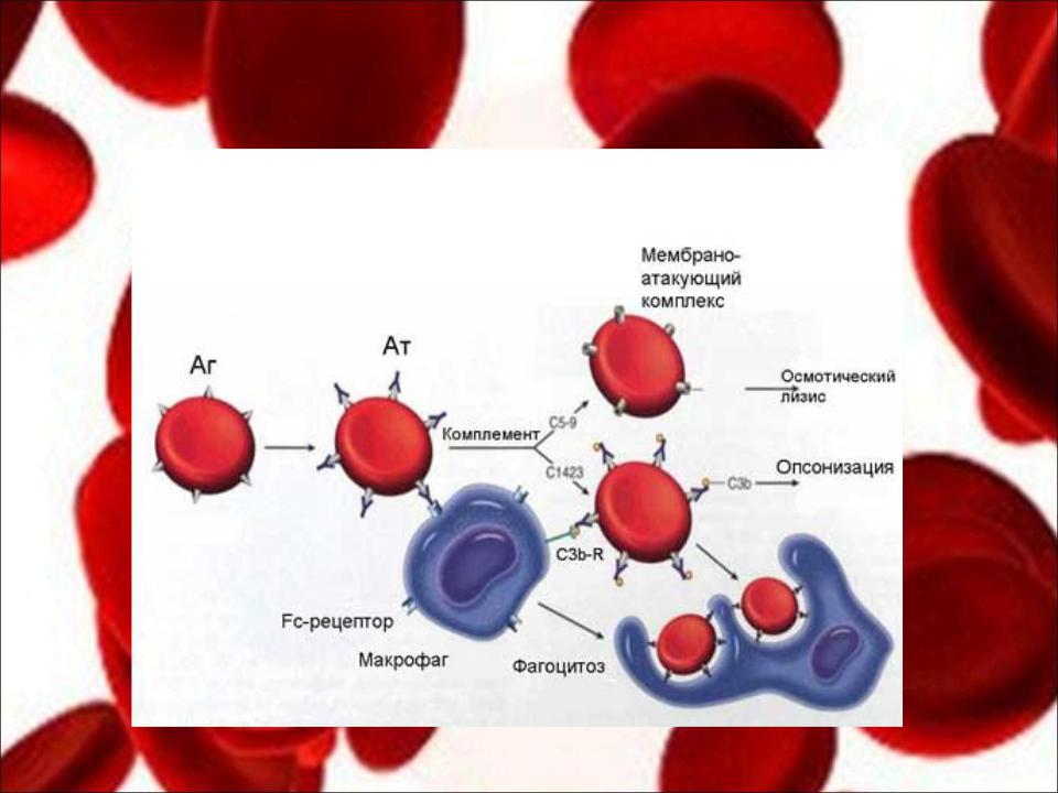 Иммунный гемолиз. Аутоиммунная гемолитическая анемия картина крови. Иммунная гемолитическая анемия патогенез. Механизм иммунной гемолитической анемии. Механизм развития гемолитической анемии.