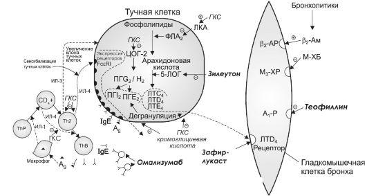 Гкс схема действия