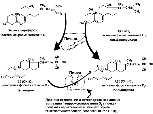 Группа б активная форма. Синтез витамина д2 биохимия. Схема получения витамина д. Синтез витамина d3 биохимия. Активная форма витамина д3 1.25 диоксихолекальциферол.