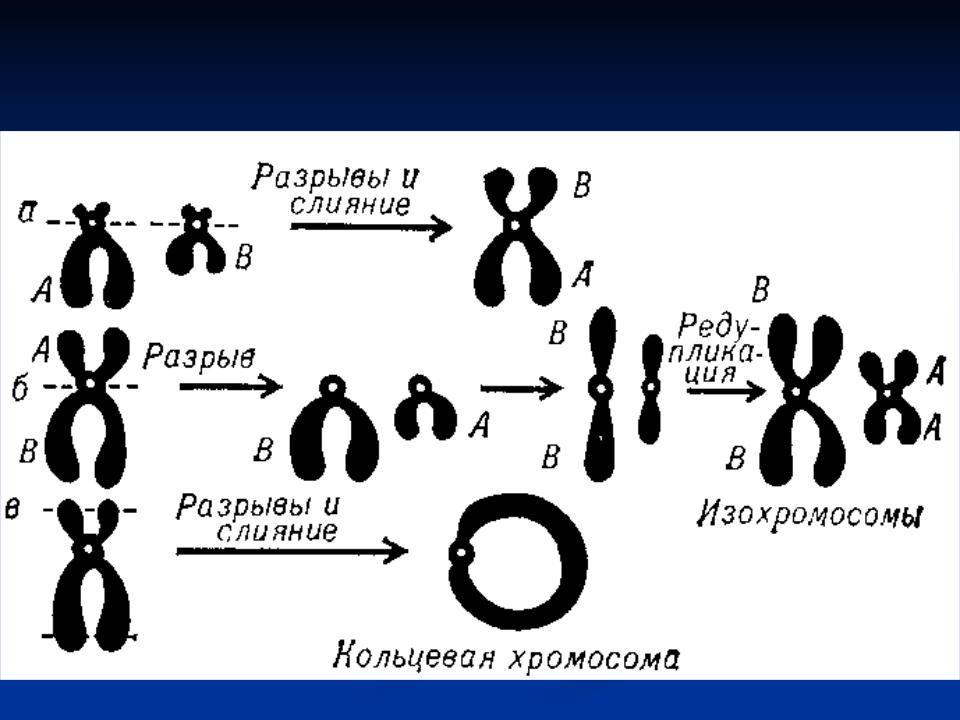 Изменения первой хромосомы. Транслокация хромосом схема. Хромосомные аберрации схема. Кольцевая хромосома в кариотипе. Хромосомные мутации делеция.