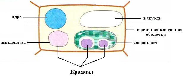 В каких клетках образуется крахмал