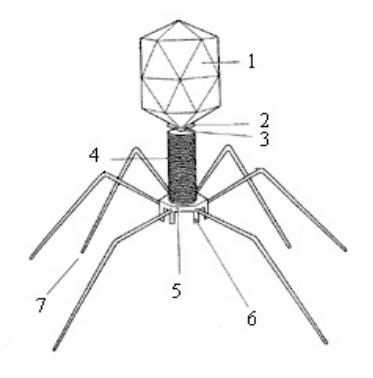 Рисунок бактериофага с подписями