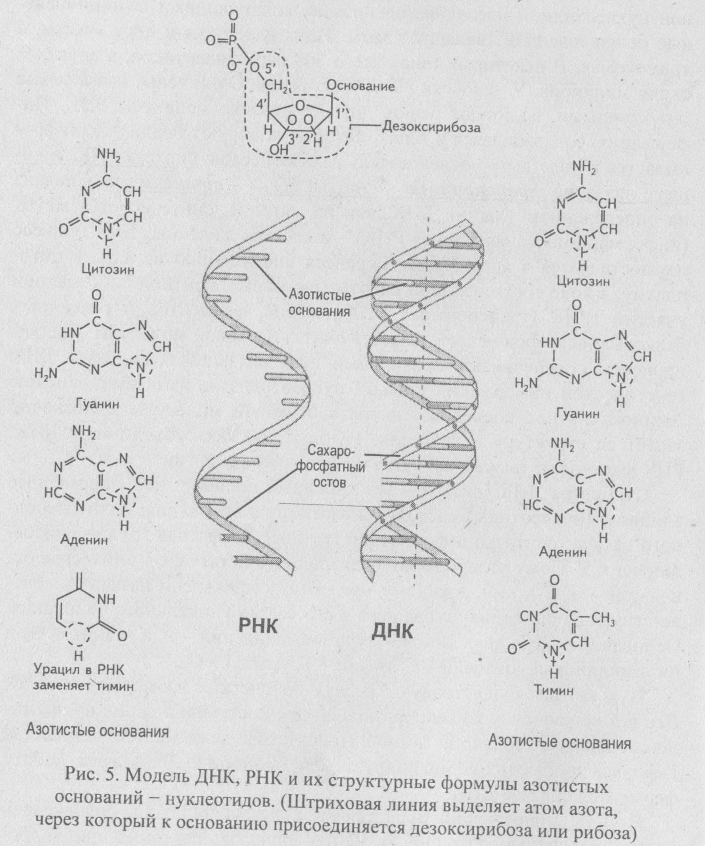 Рнк аденин гуанин. Азотистые основания ДНК И РНК формулы. ДНК РНК урацил. Азотистые основания ДНК И РНК. ДНК РНК аденин Тимин гуанин цитозин.