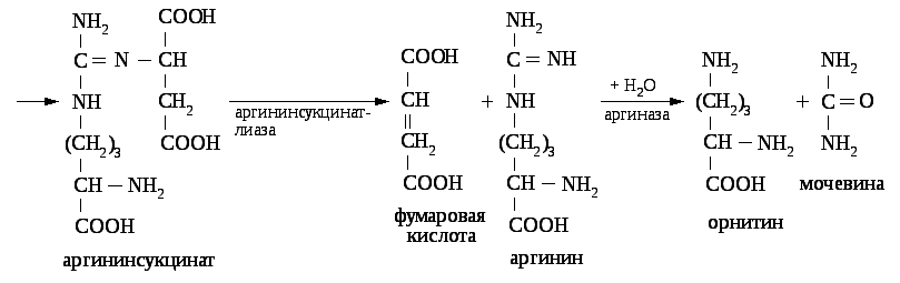 45. Биосинтез мочевины: схема процесса, биологическое значение.