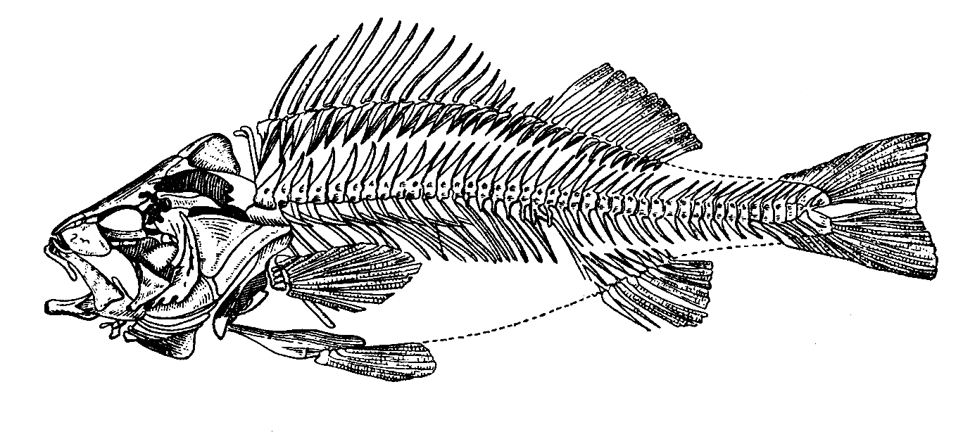 Рыба хвостовой отдел позвоночника. Скелет костистой рыбы. Скелет рыбы окунь. Скелет речного окуня. Строение скелета костистой рыбы.