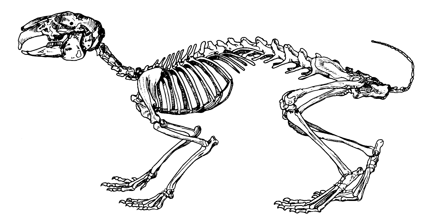 Особенности строения скелета кролика. Скелет млекопитающих кролик. Рис 152 скелет кролика. Строение кролика кости. Осевой скелет кролика.