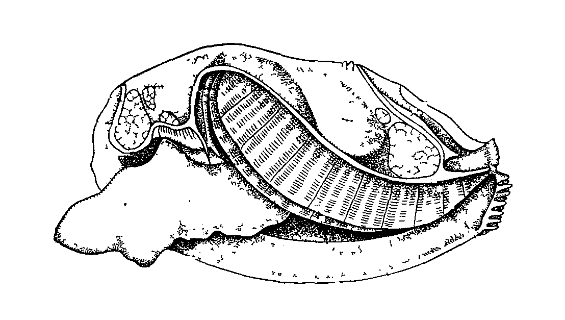 Сосуды мантии моллюска. Анатомия беззубки Anodonta. Беззубка мантия. Вскрытие двустворчатого моллюска. Строение двустворчатого моллюска без подписей.