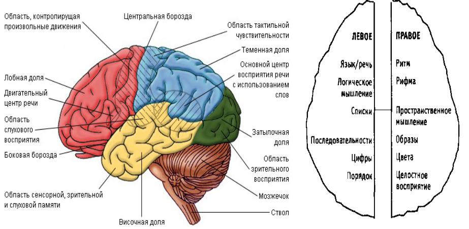 Основные зоны мозга. Отделы головного мозга и доли полушарий.