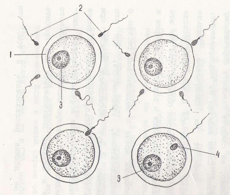 Процесс слияния спермиев с яйцеклеткой. Схема оплодотворения яйцеклетки. Синкарион оплодотворение. Зигота это оплодотворенная яйцеклетка. Оплодотворение зигота схема.