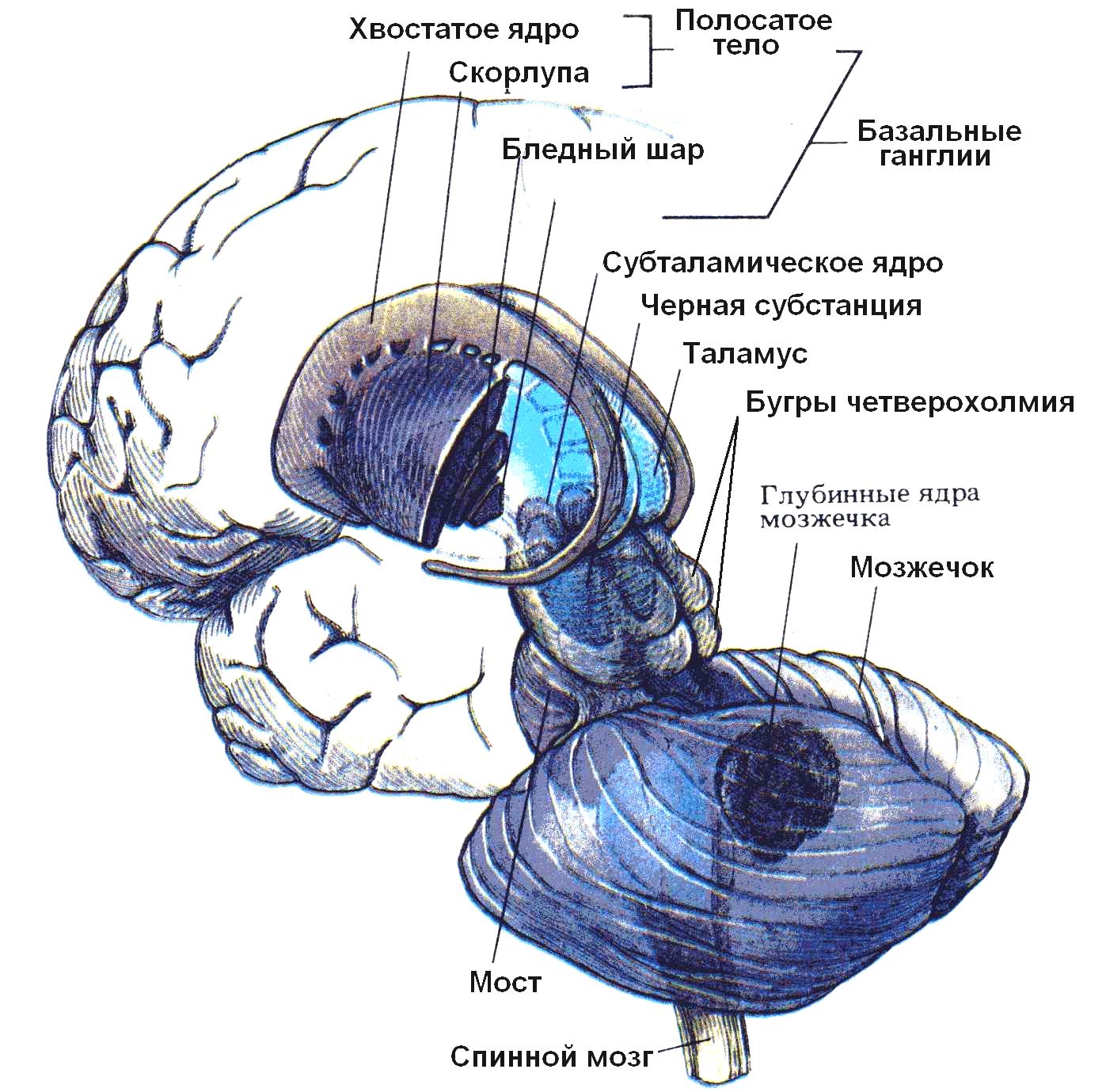 Ядра мозга образованы. Базальные ганглии мозга физиология. Базальные ганглии головного мозга анатомия. Хвостатое ядро и ствол мозга. Базальные ганглии функции физиология.