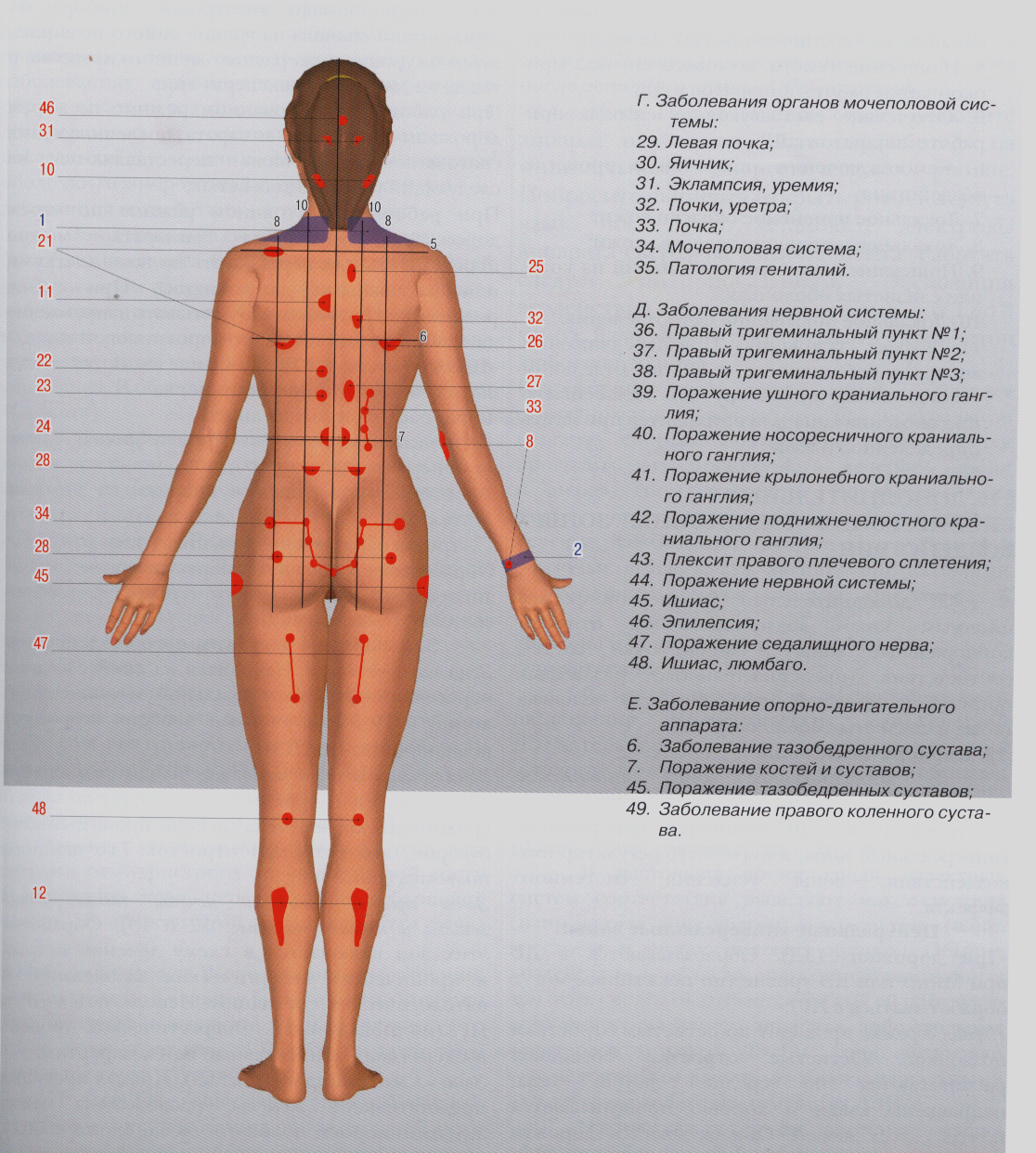 Зона поясницы. Точки внутренних органов на спине. Проекции органов на теле схема. Точки тела для массажа. Точки для массажа внутренних органов.