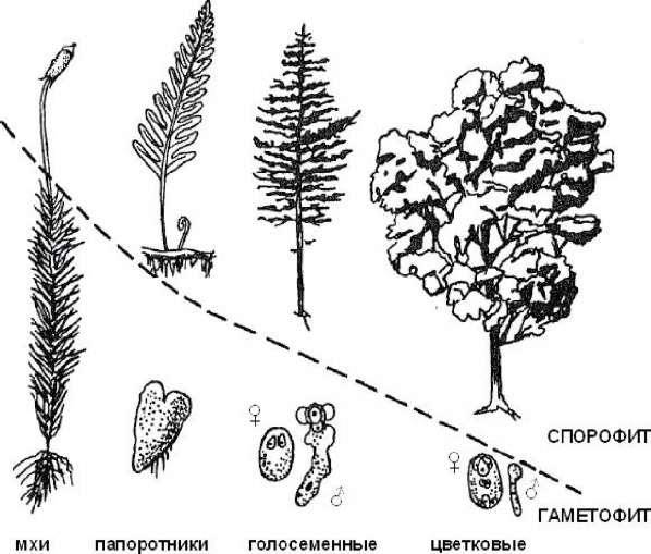 Чем представлен спорофит у водорослей. Гаметофит и спорофит. Эволюция гаметофита. Эволюция гаметофита и спорофита. Спорофит и гаметофит у растений.