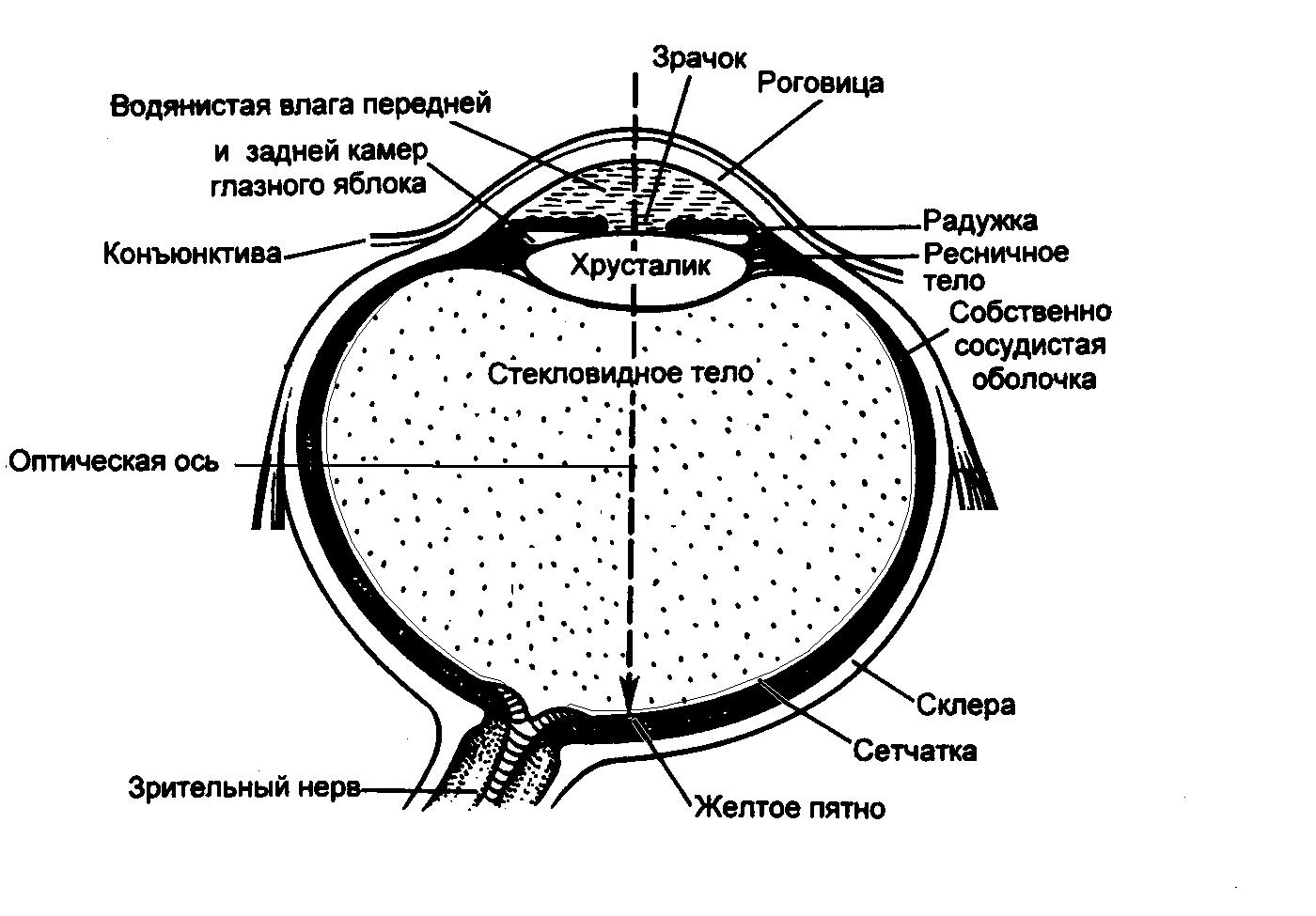 Схема строения глаза человека в сагиттальном разрезе