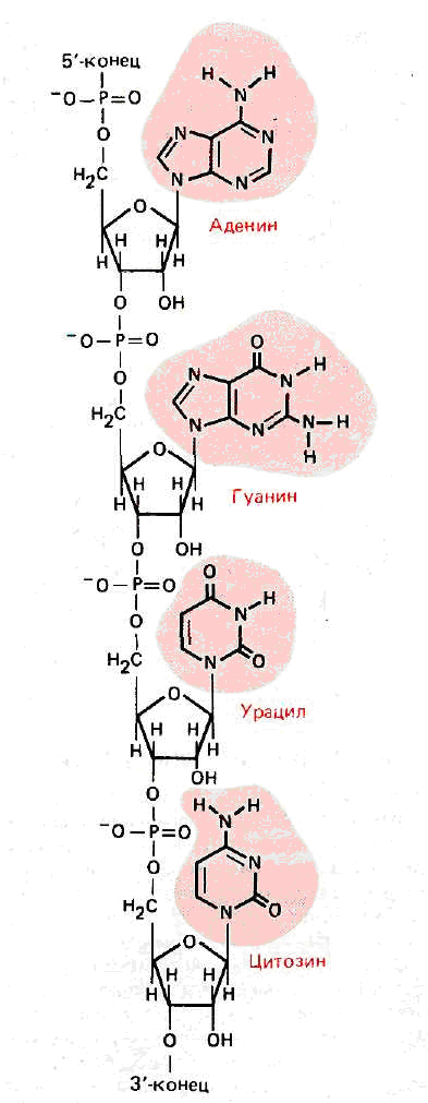 Рнк аденин гуанин. Аденин строение. РНК урацил аденин структурная формула. Строение аденина и гуанина. Аденин структура.