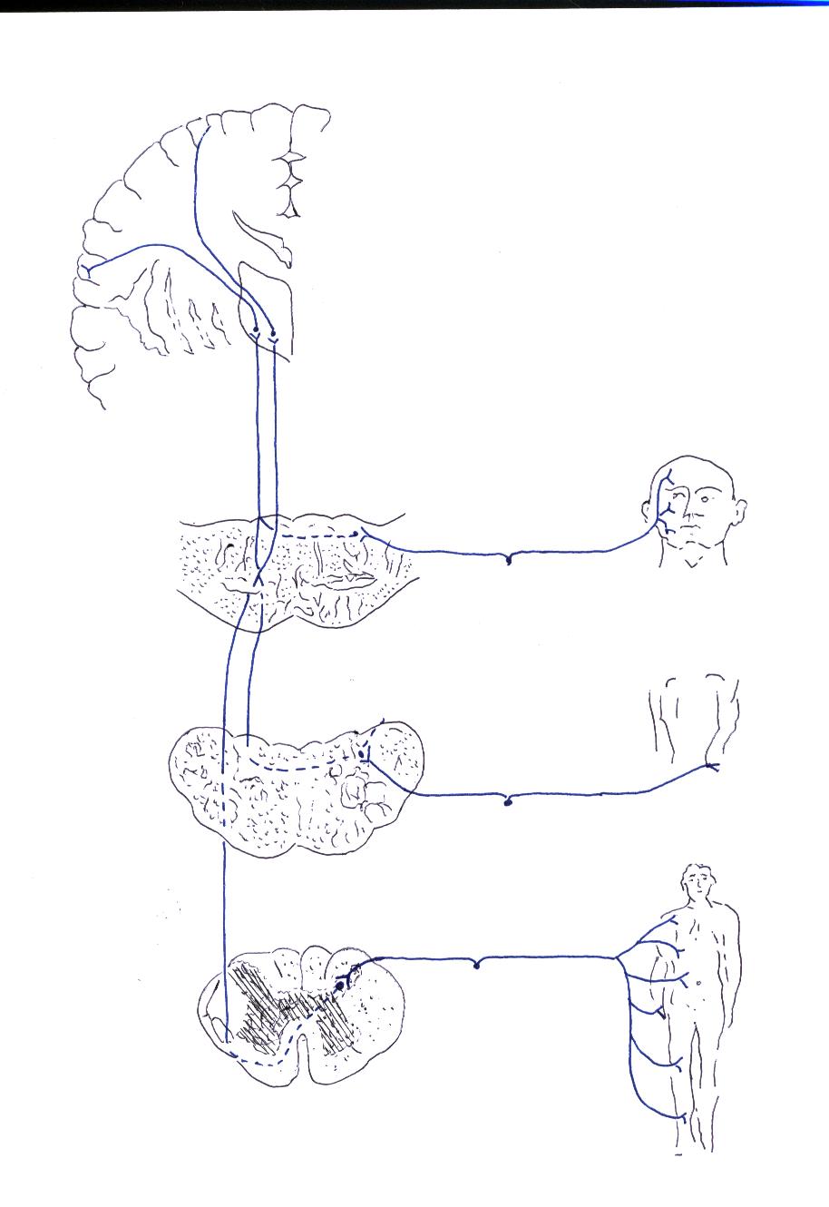 Lemniscus medialis. Схема кожного анализатора. Электрическое звено кожного анализатора. Кожный анализатор. Схема кожного анализатора (кожи и ее производных).