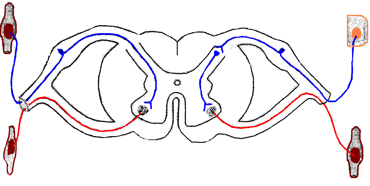 Рефлекторная дуга с мозгом. Двухнейронная рефлекторная дуга. Рефлекторная дуга спинного мозга анатомия. Схема рефлекторной дуги спинного мозга. Двухнейронная рефлекторная дуга спинного мозга.