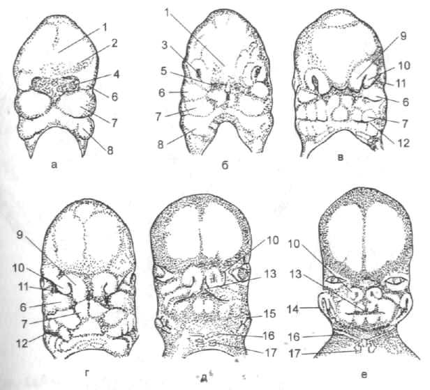 Формирование лица. Формирование лица эмбриона. Эмбриогенез лица и ротовой полости.