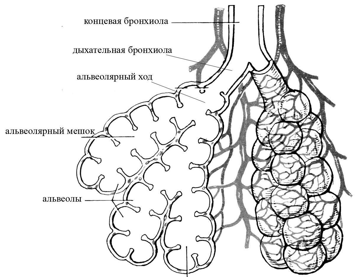Дыхательная латынь. Схема строения легочного ацинуса. Легкое строение анатомия ацинус. Ацинус структурно функциональная единица легкого строение. Схема ацинуса легкого анатомия.
