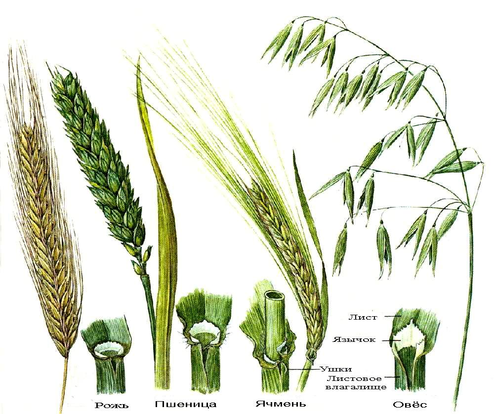 Злаковые растения рожь. Злаковые рожь овес пшеница. Пшеница рожь ячмень колоски. Отличия в Колосе пшеницы ржи ячменя.